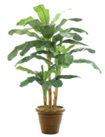 Banana Tree, 9 Ft. by NDI