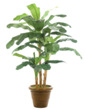 Banana Tree|Shown in Container C, Tuscano Planter Antique Rust by NDI